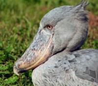 Shoebill Pelican